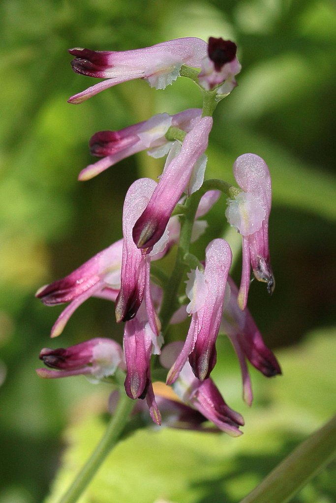 Fumaria muralis (Common Ramping-fumitory)