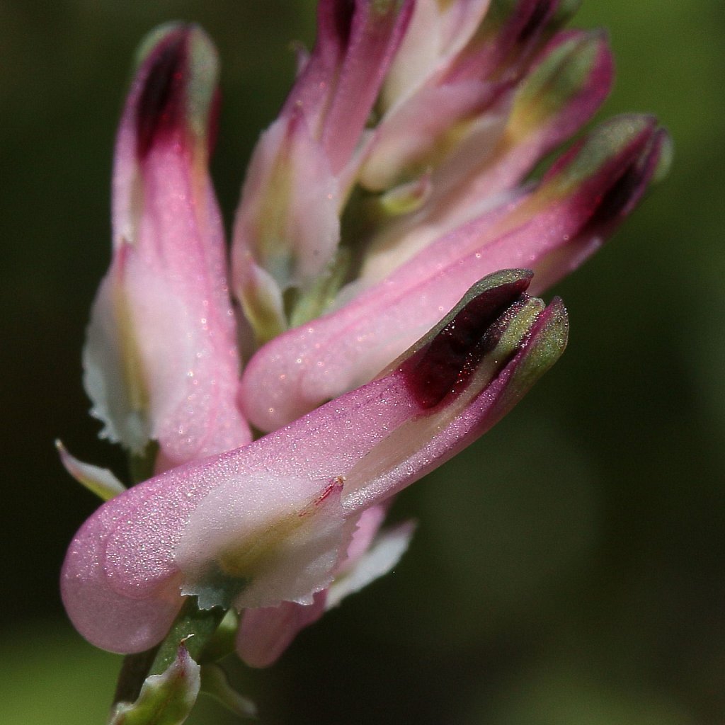 Fumaria muralis (Common Ramping-fumitory)