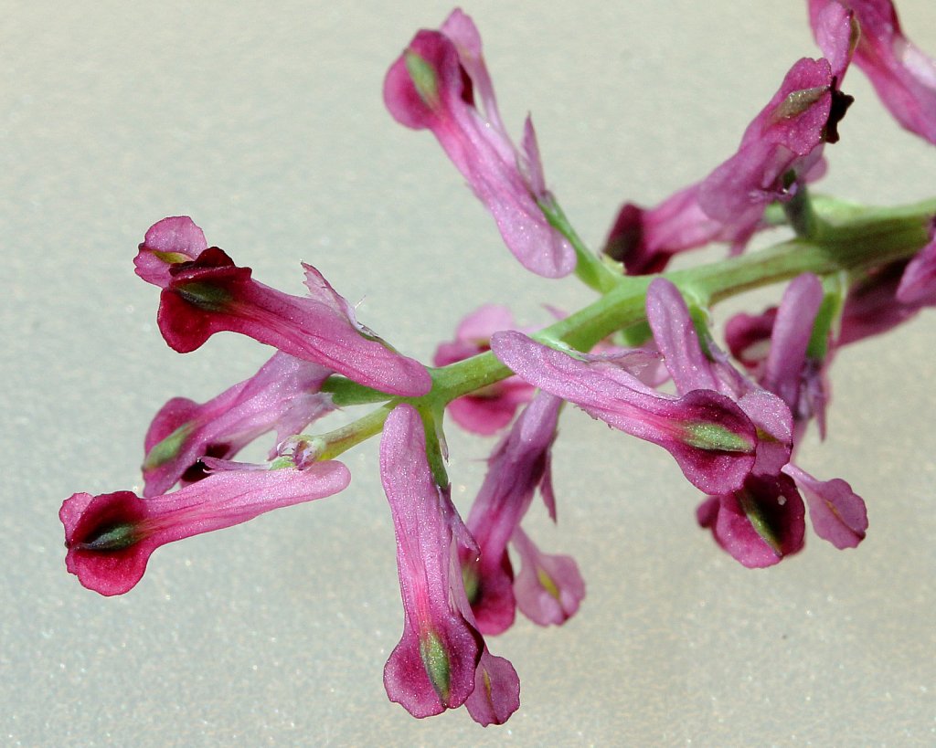 Fumaria officinalis (Common Fumitory)