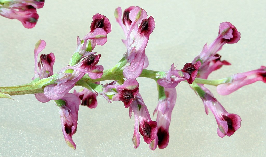 Fumaria officinalis (Common Fumitory)