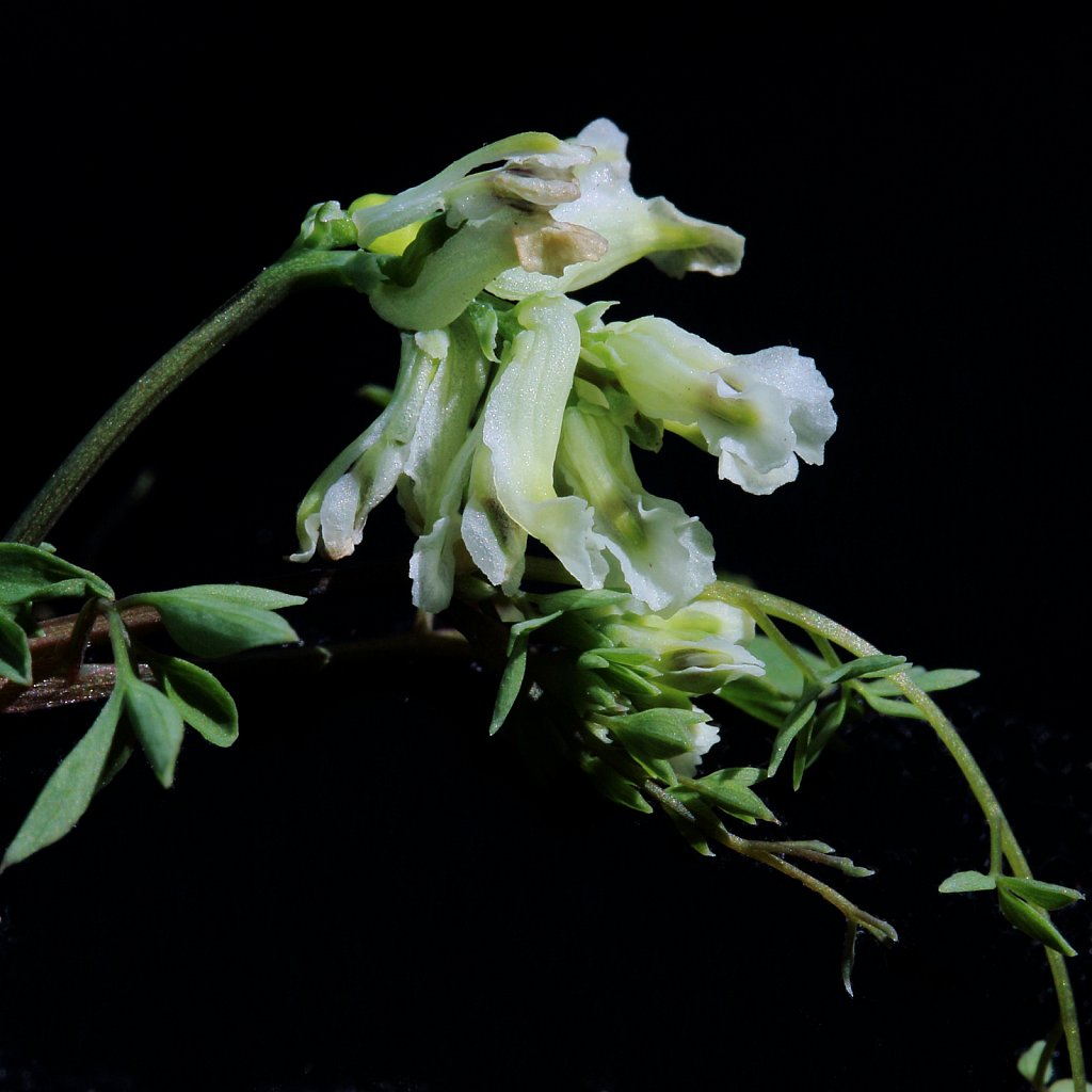 Ceratocapnos claviculata (Climbing Corydalis)