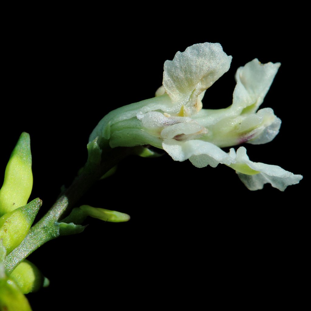 Ceratocapnos claviculata (Climbing Corydalis)