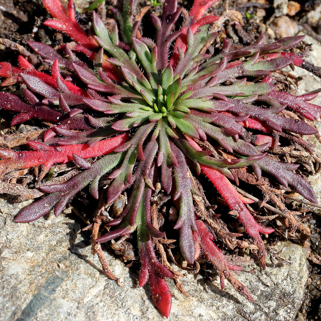 Plantago coronopus (Buck's-horn Plantain)