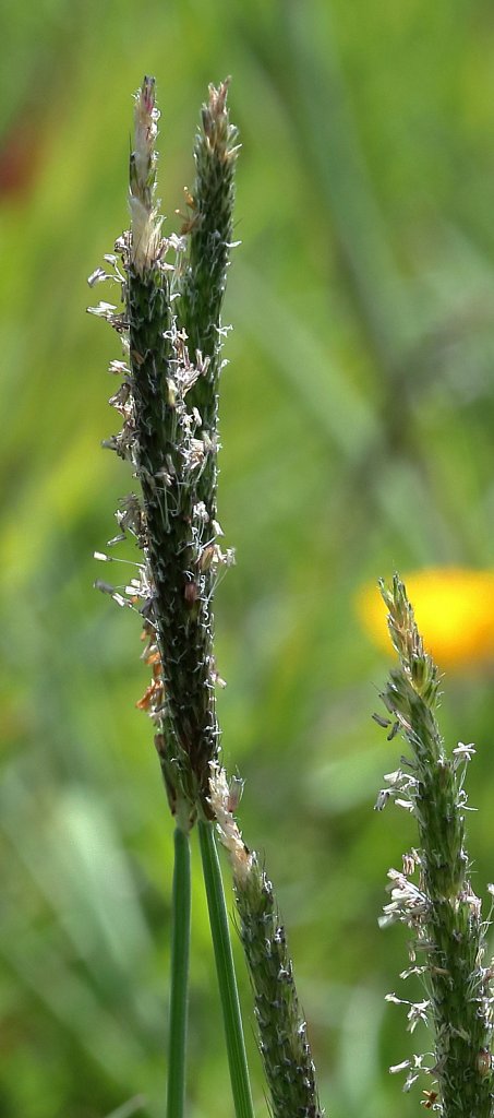 Alopecurus geniculatus (Marsh Foxtail)