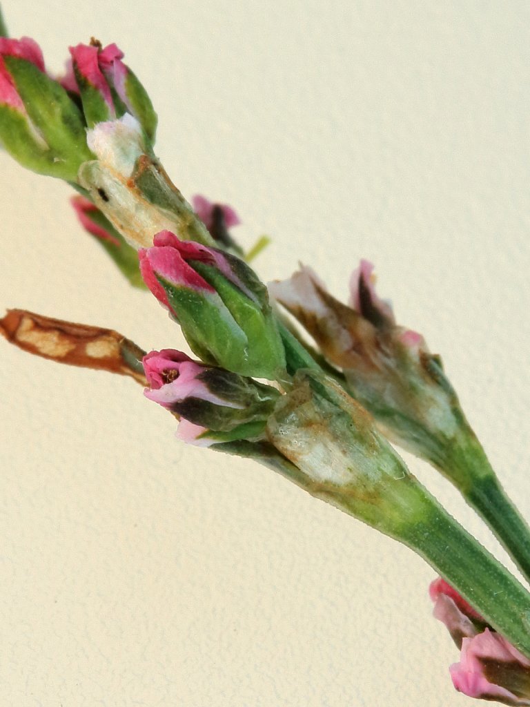 Polygonum aviculare (Common Knotgrass)
