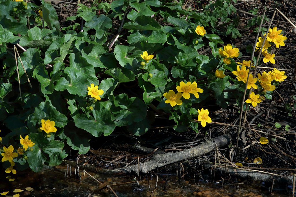 Caltha palustris (Marsh-marigold)