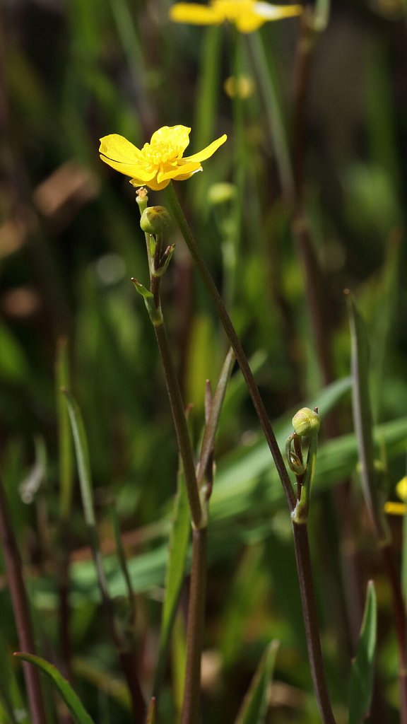 Ranunculus flammula (Lesser Spearwort)