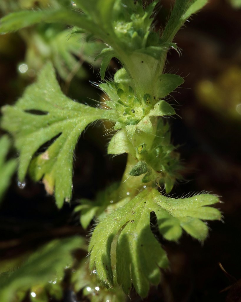 Aphanes arvensis (Parsley-piert)