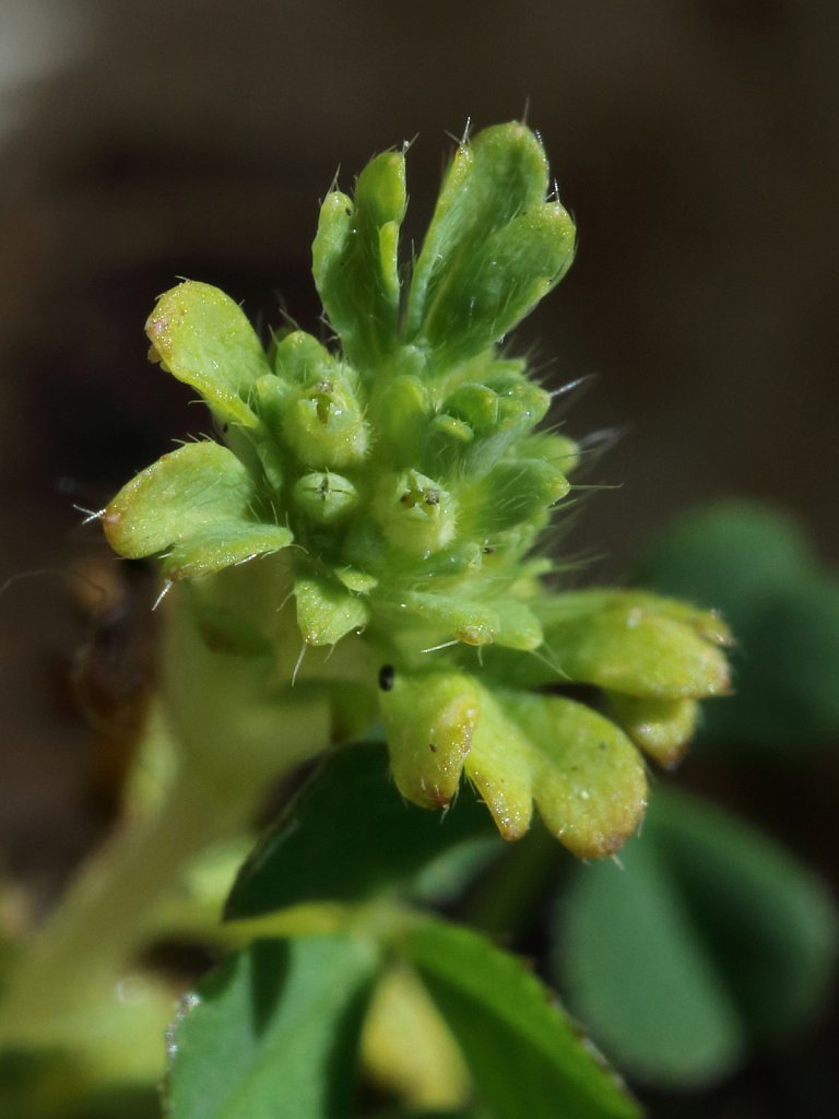 Aphanes australis (Slender Parsley-piert)