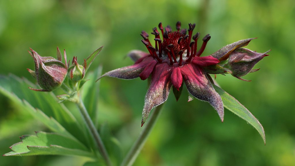 Comarum palustre (Marsh Cinquefoil)