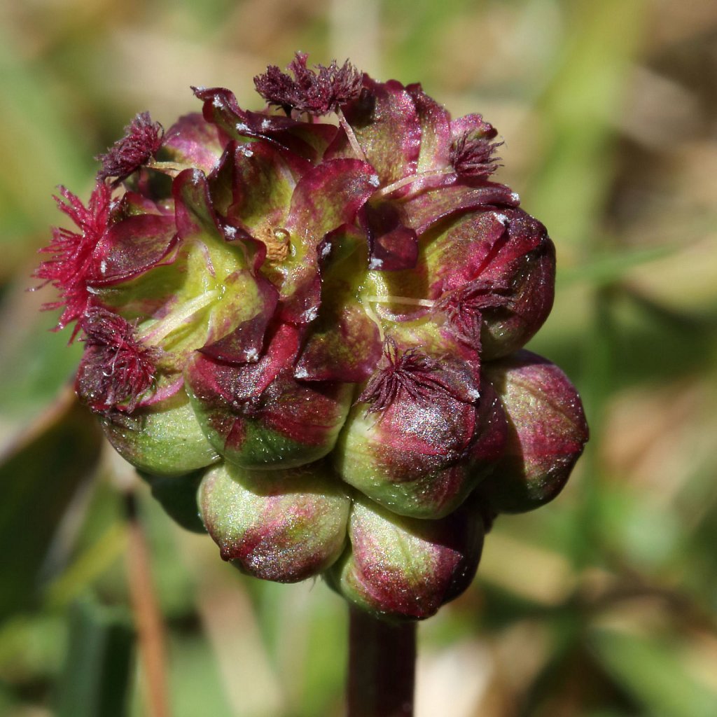 Poterium sanguisorba (Salad Burnet)