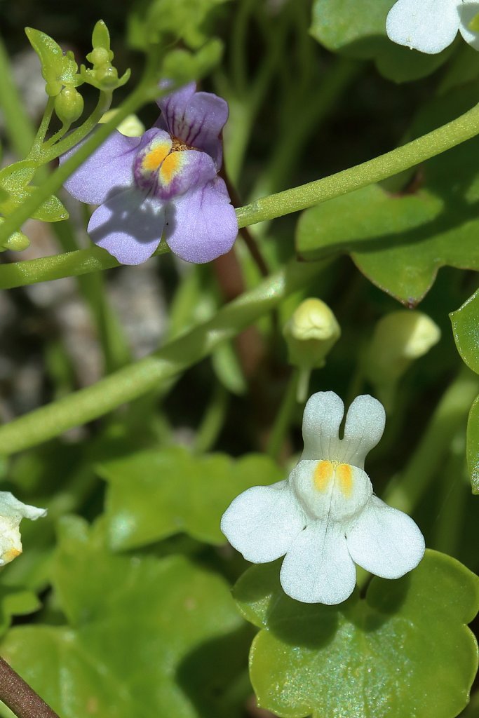 Cymbalaria muralis (Ivy-leaved Toadflax)