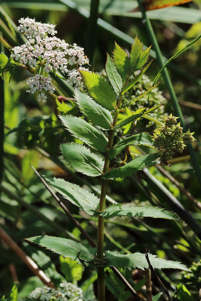 Berula erecta (Lesser Water-parsnip)