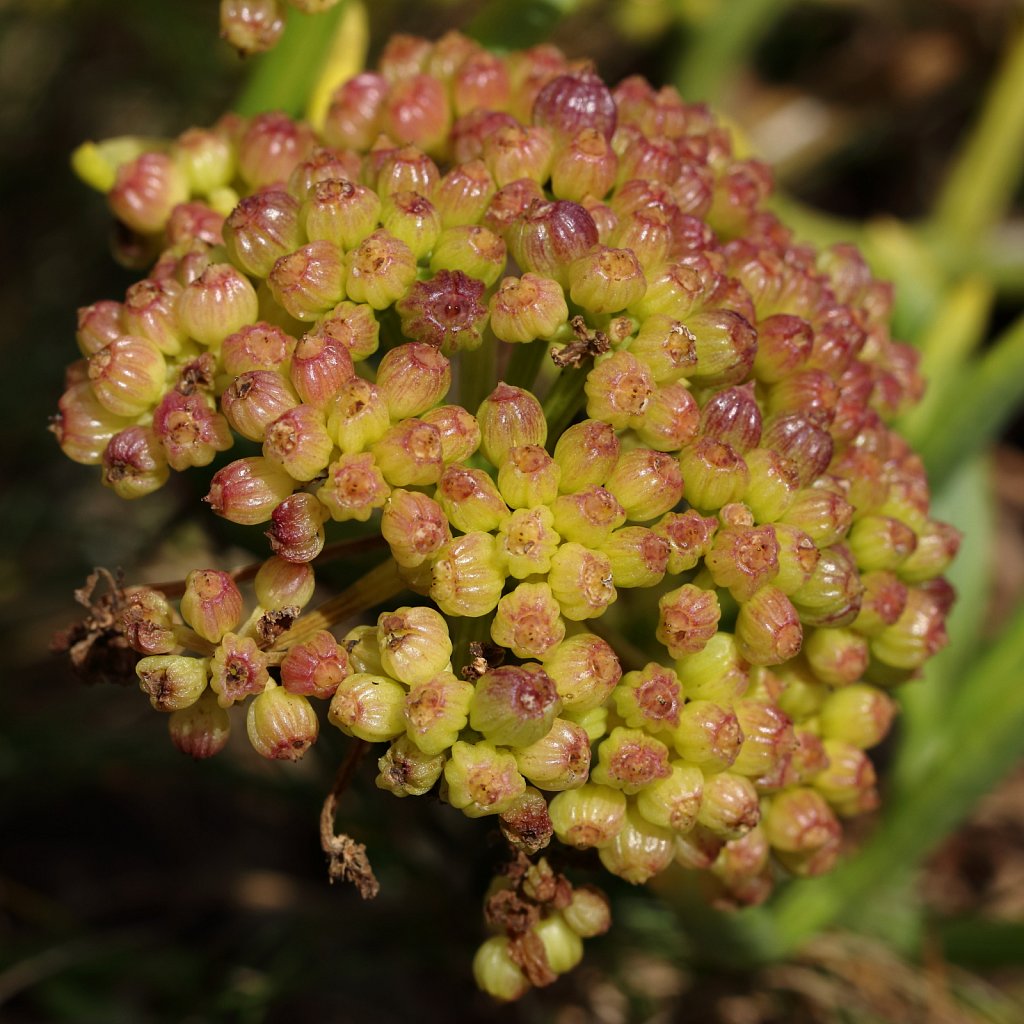 Crithmum maritimum (Rock Samphire)