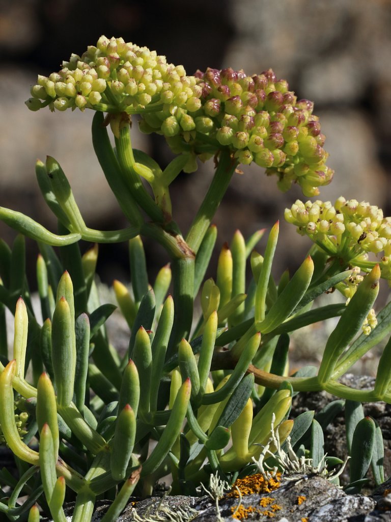 Crithmum maritimum (Rock Samphire)