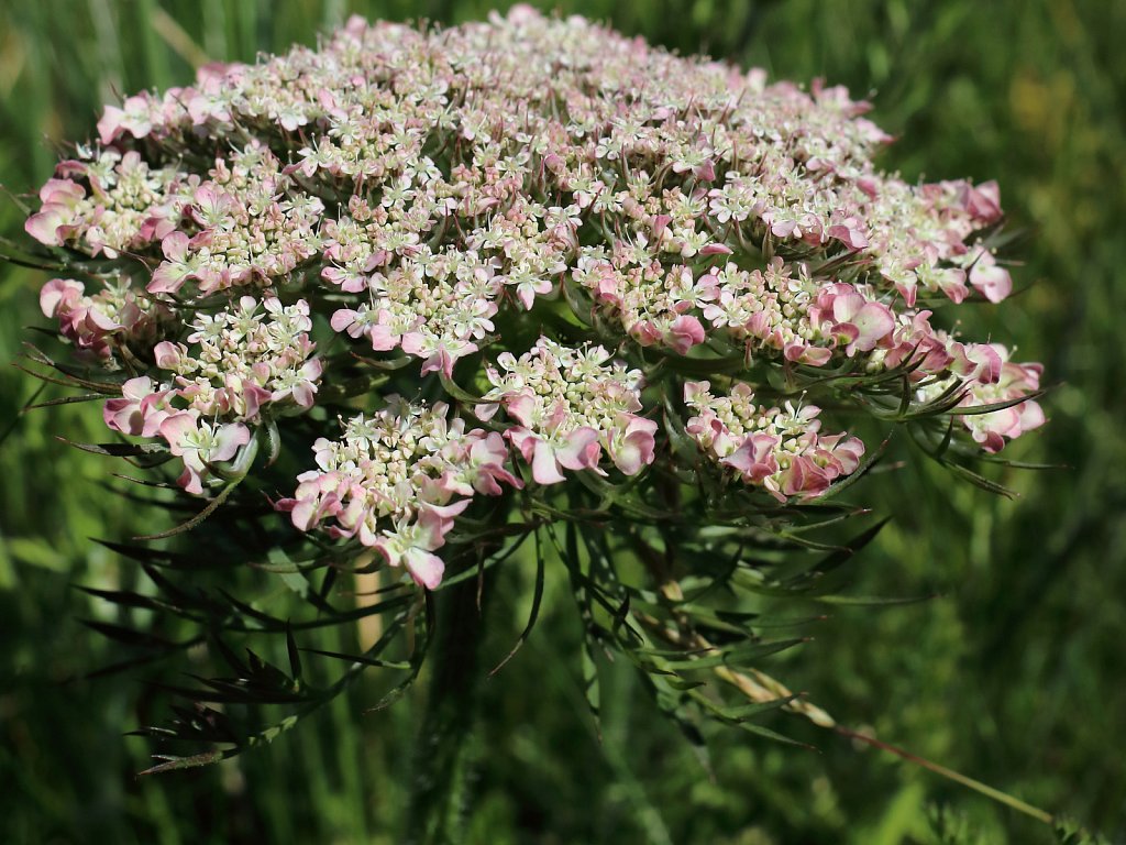 Daucus carota ssp. carota (Wild Carrot)