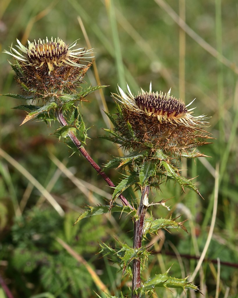 Carlina vulgaris (Carline Thistle)