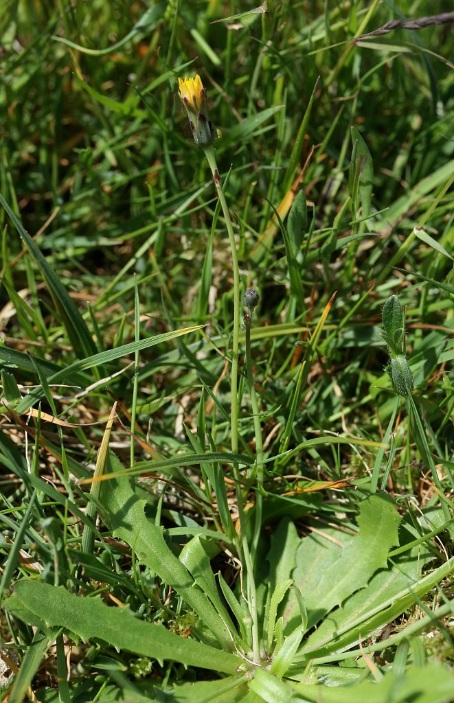 Hypochaeris glabra (Smooth Cat's-ear)