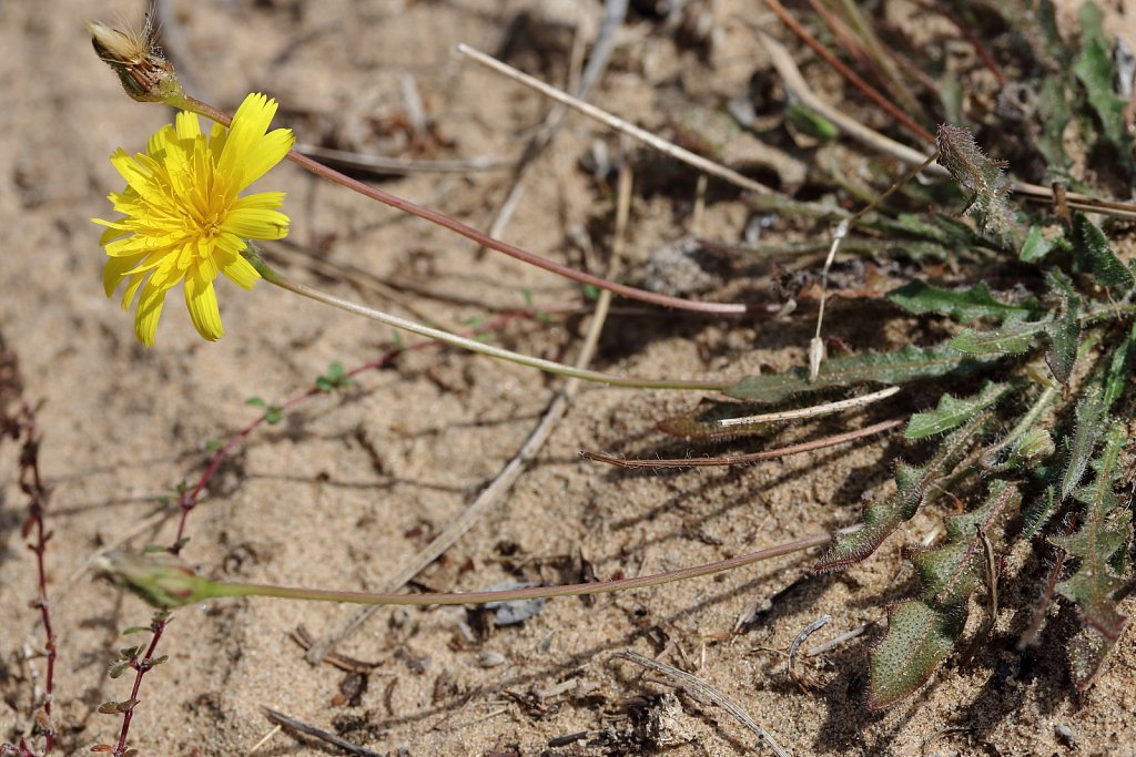 Leontodon saxatilis (Lesser Hawkbit)