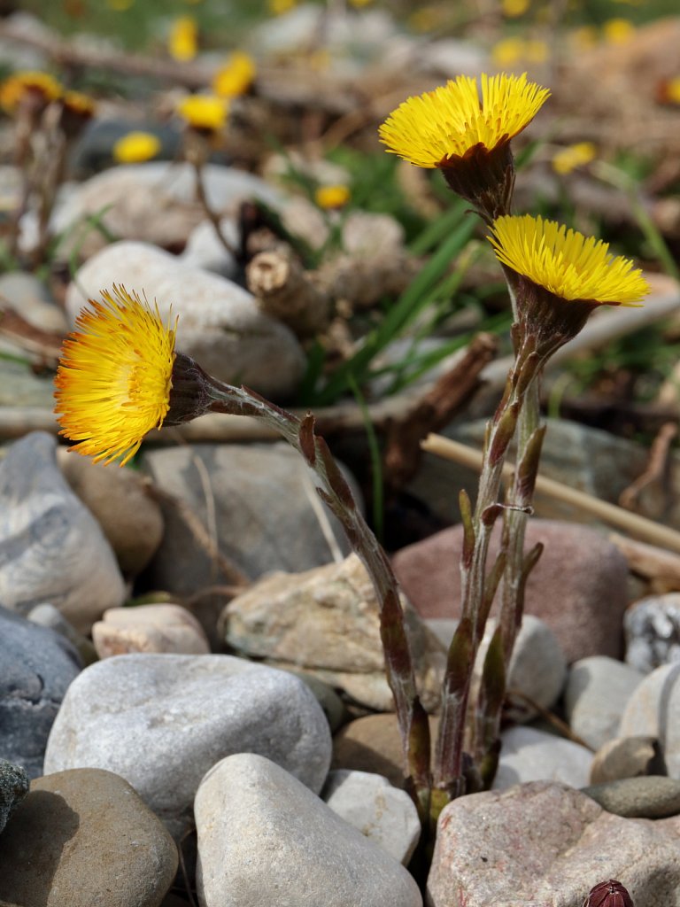 Tussilago farfara (Colt's-foot)