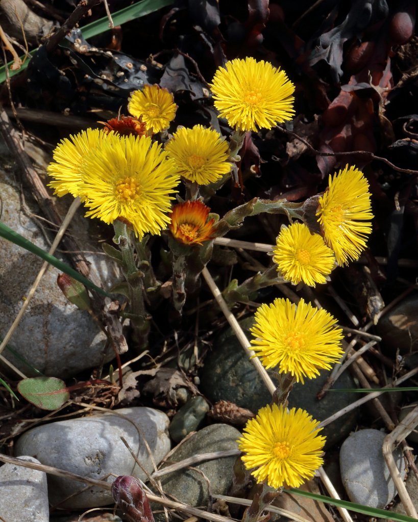 Tussilago farfara (Colt's-foot)