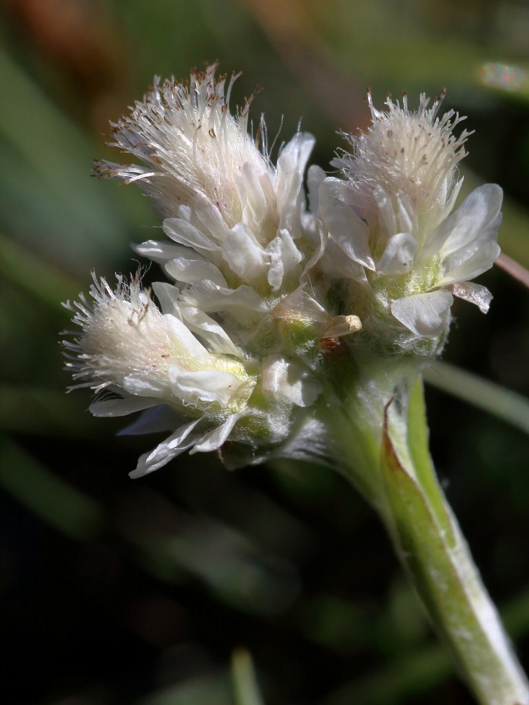 Antennaria dioica (Mountain Everlasting)