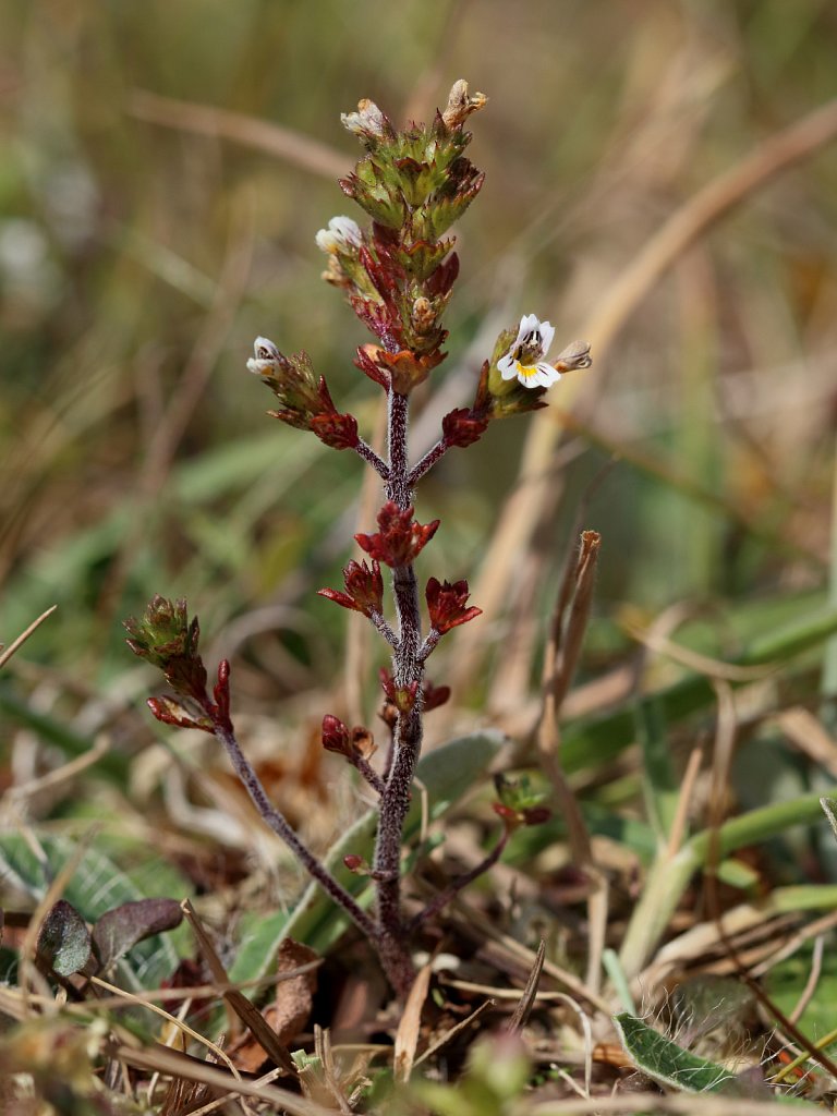 Euphrasia nemorosa (Common Eyebright)