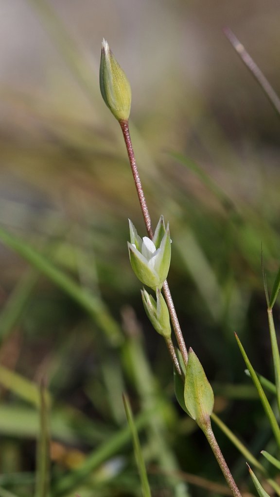 Moenchia erecta (Upright Chickweed) 