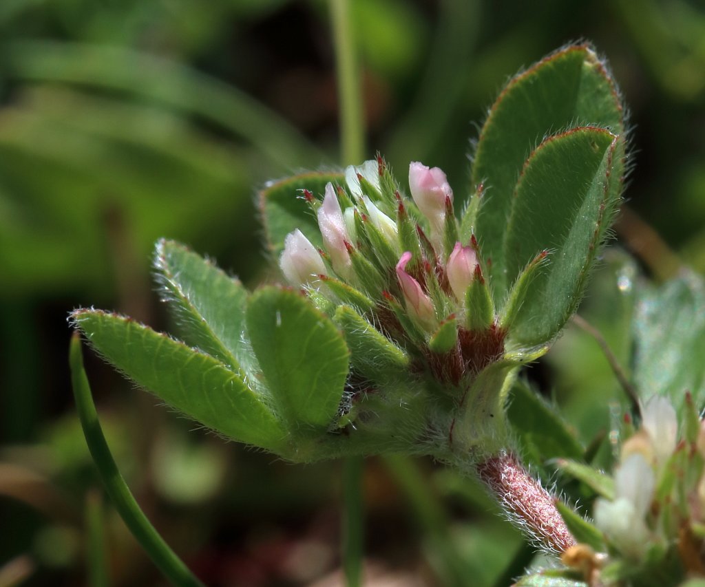 Trifolium scabrum (Rough Clover)