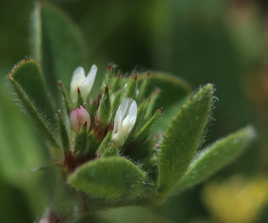 Trifolium scabrum (Rough Clover)