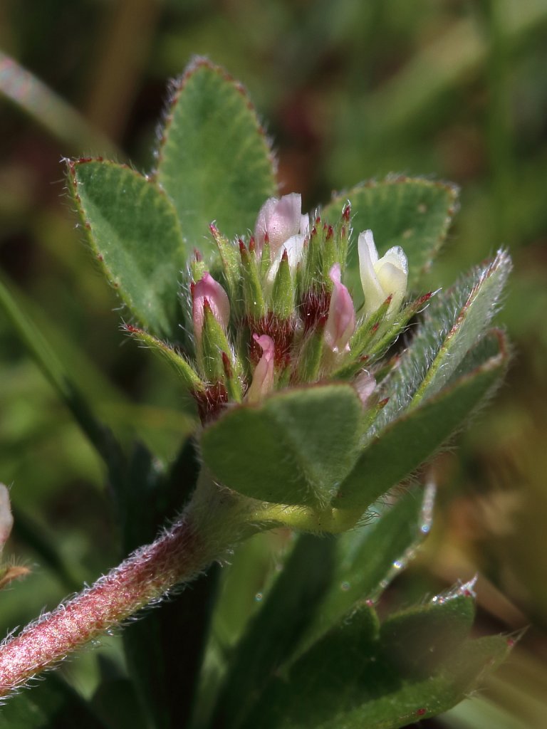 Trifolium scabrum (Rough Clover)