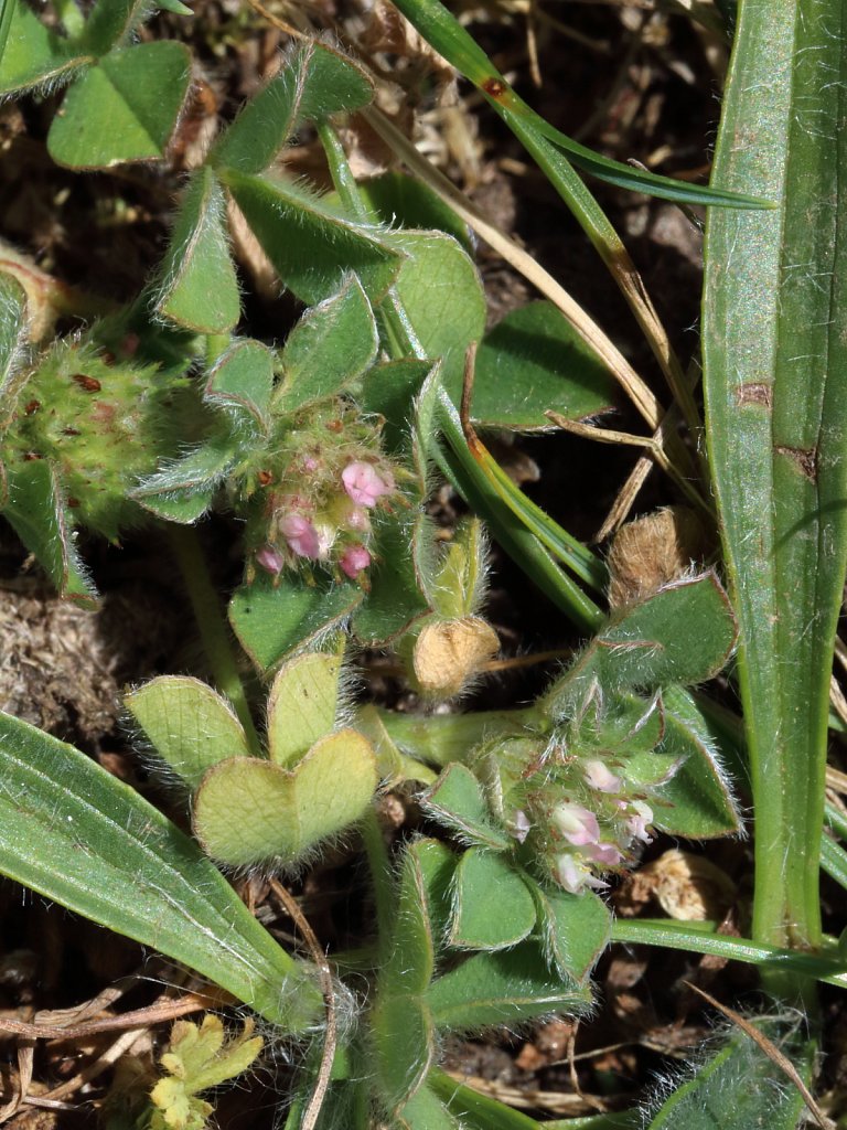 Trifolium striatum (Knotted Clover)