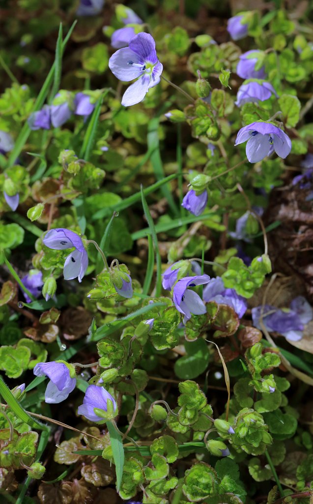 Veronica filiformis (Slender Speedwell)