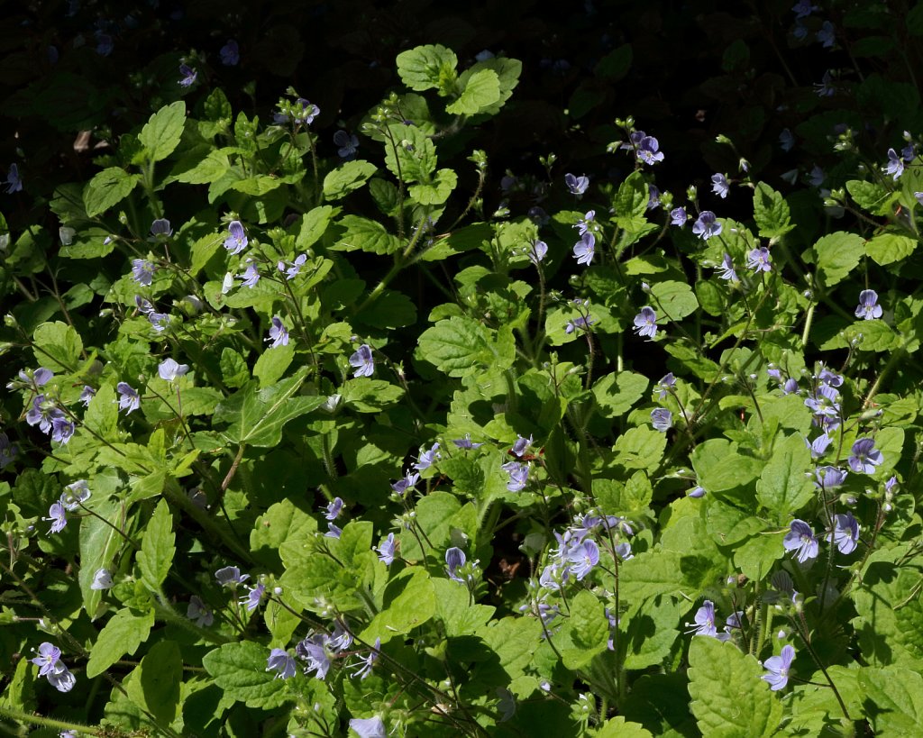 Veronica montana (Wood Speedwell)