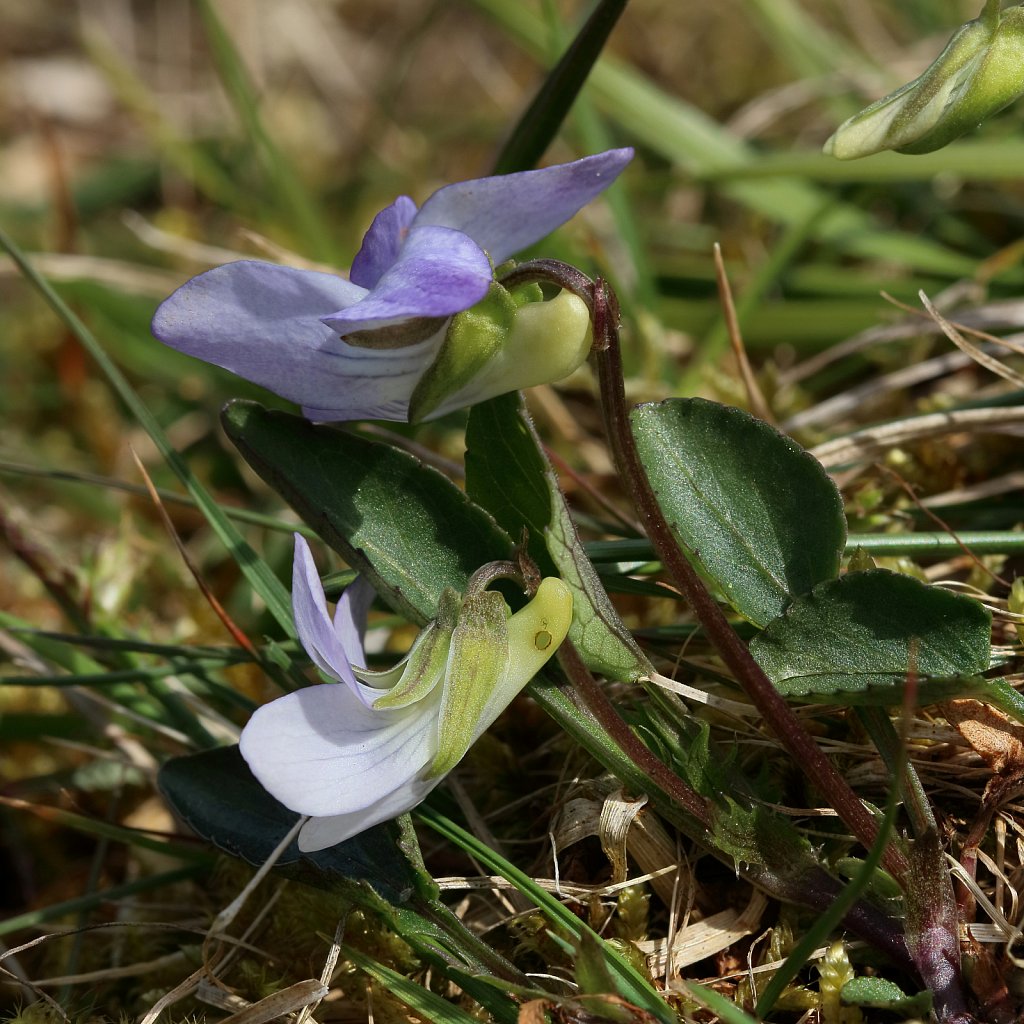 Viola canina (Heath Dog-violet)