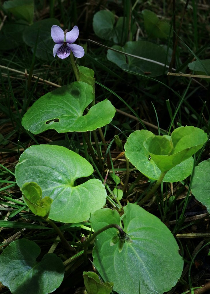 Viola palustris (Marsh Violet)
