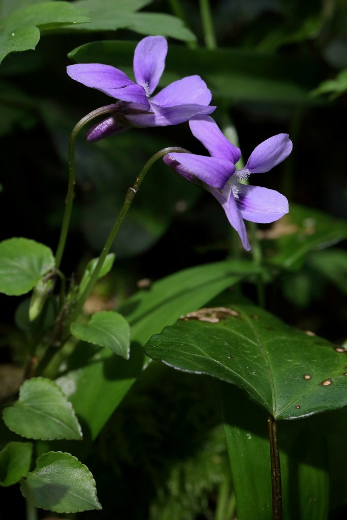 Viola reichenbachiana (Early Dog-violet)