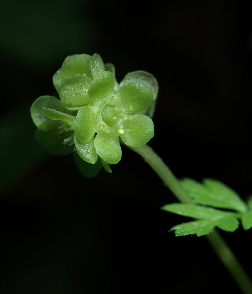 Adoxa moschatellina (Moschatel or Townhall Clock)
