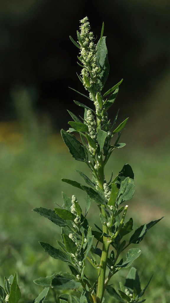 Chenopodium album (Fat Hen)