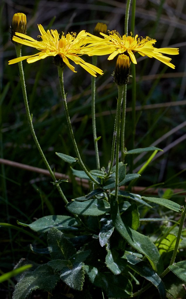 Hieracium umbellatum sect. hieracioides