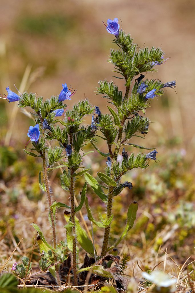 Echium vulgare (Viper's-bugloss)