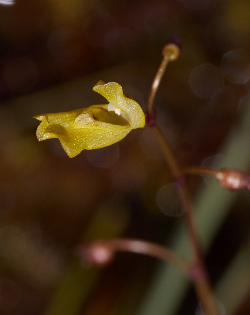 Utricularia minor (Lesser Bladderwort)