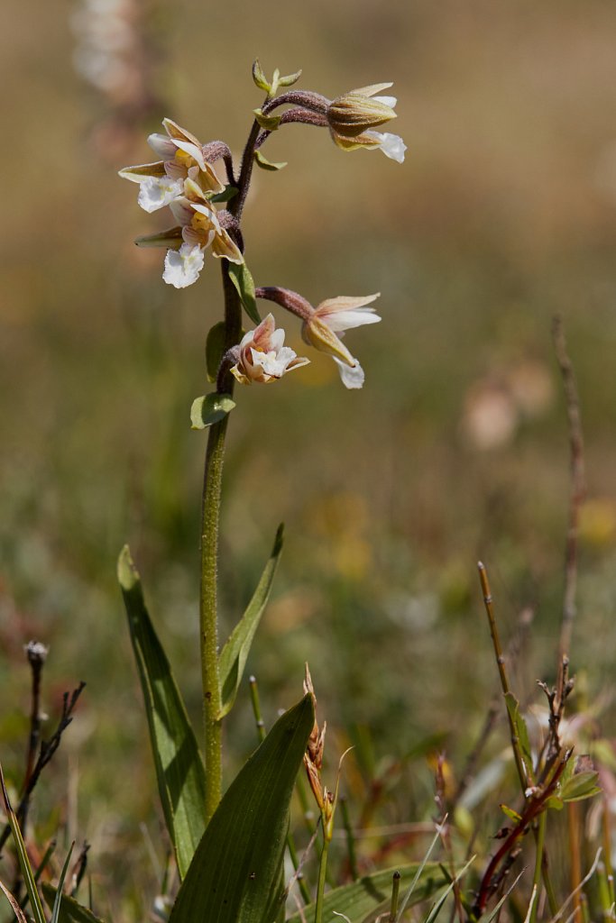 Epipactis palustris (Marsh Helleborine)