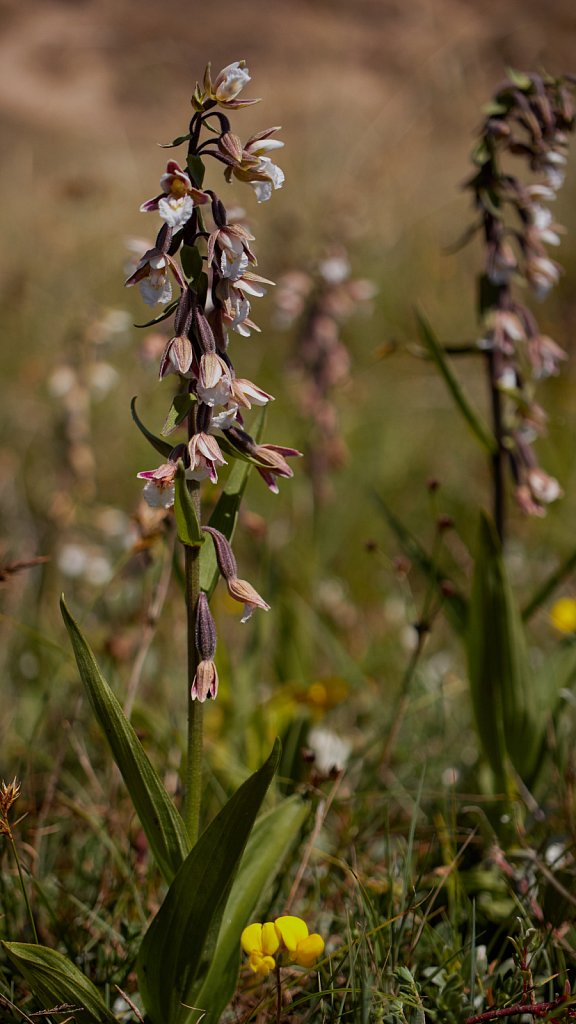 Epipactis palustris (Marsh Helleborine)