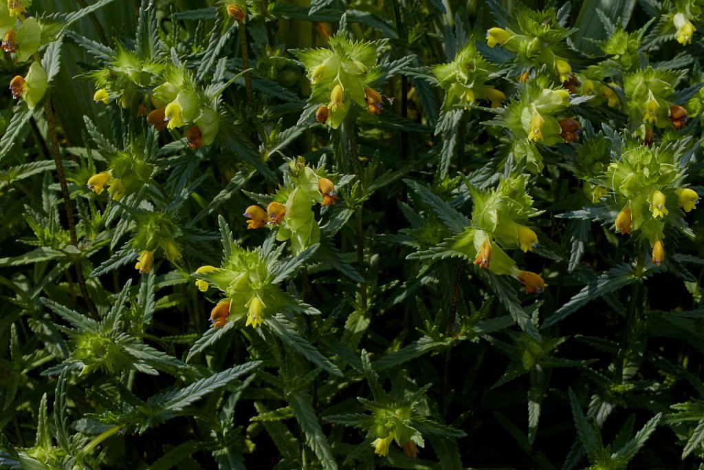 Rhinanthus minor (Yellow-rattle)