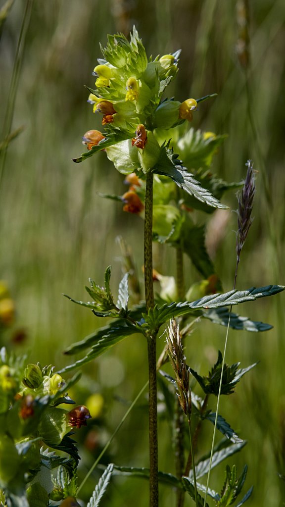 Rhinanthus minor (Yellow-rattle)