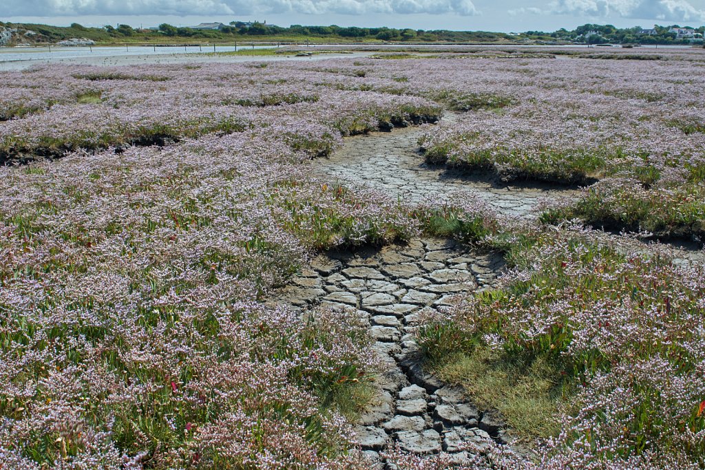 Limonium humile (Lax-flowered Sea-lavender) (3)