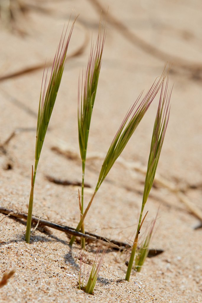 Vulpia fasciculata (Dune Fescue)