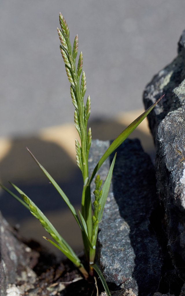 Catapodium marinum (Marine Fern-grass)