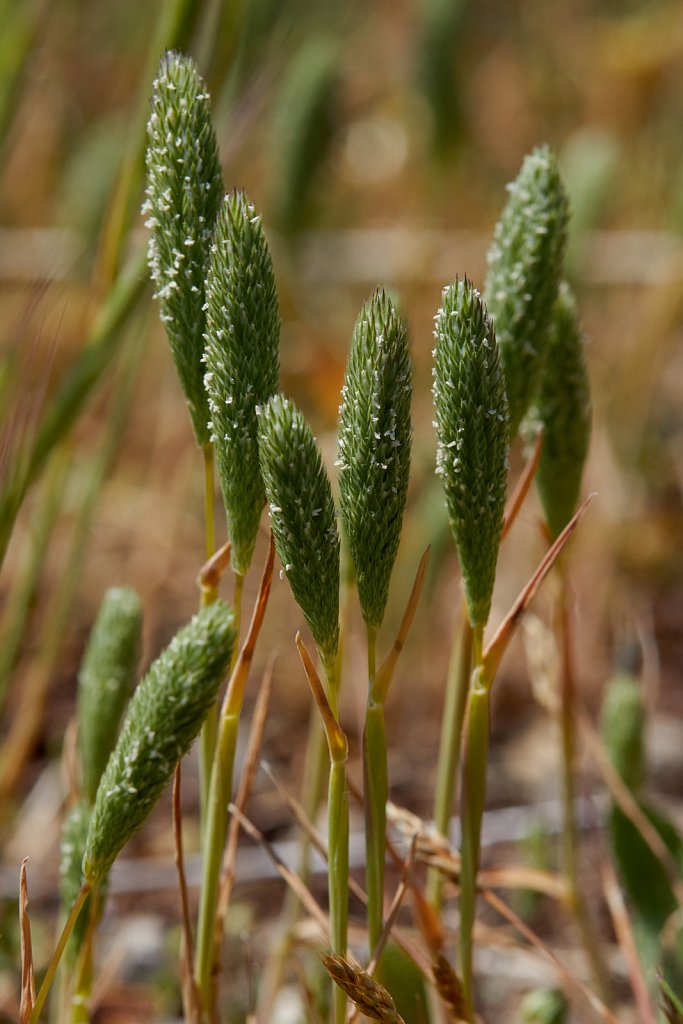 Phleum arenarium (Sand Cat's-tail)